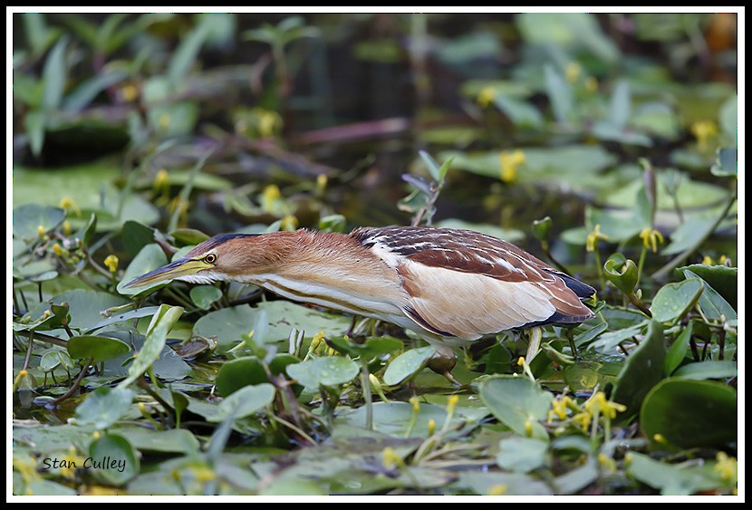 Little Bittern (African) - ML204753891