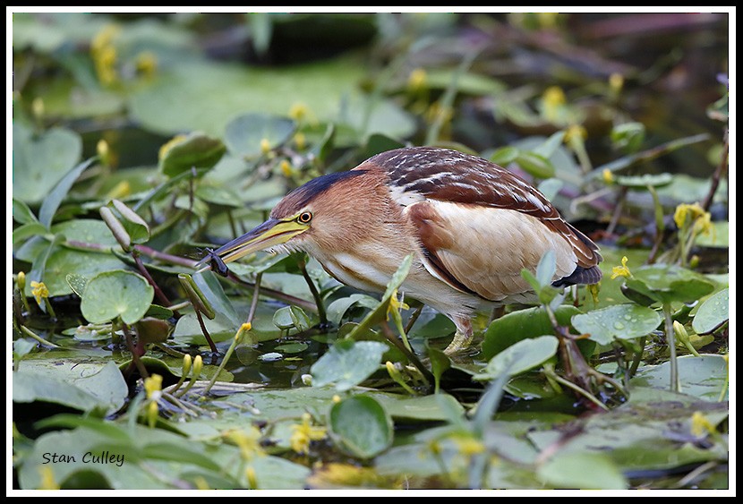 Little Bittern (African) - Stan  Culley