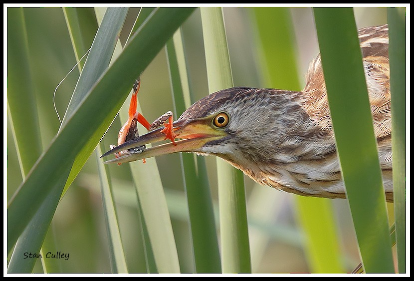 Little Bittern (African) - ML204753911