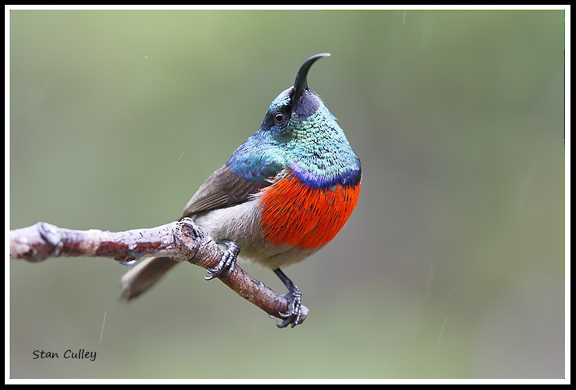 Greater Double-collared Sunbird - Stan  Culley