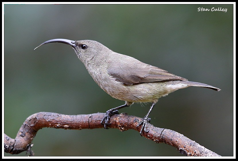 Greater Double-collared Sunbird - ML204753931