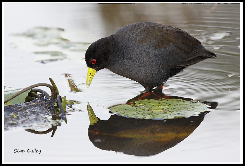 Black Crake - ML204753941