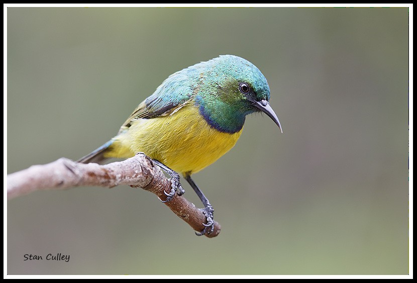 Collared Sunbird - ML204754001