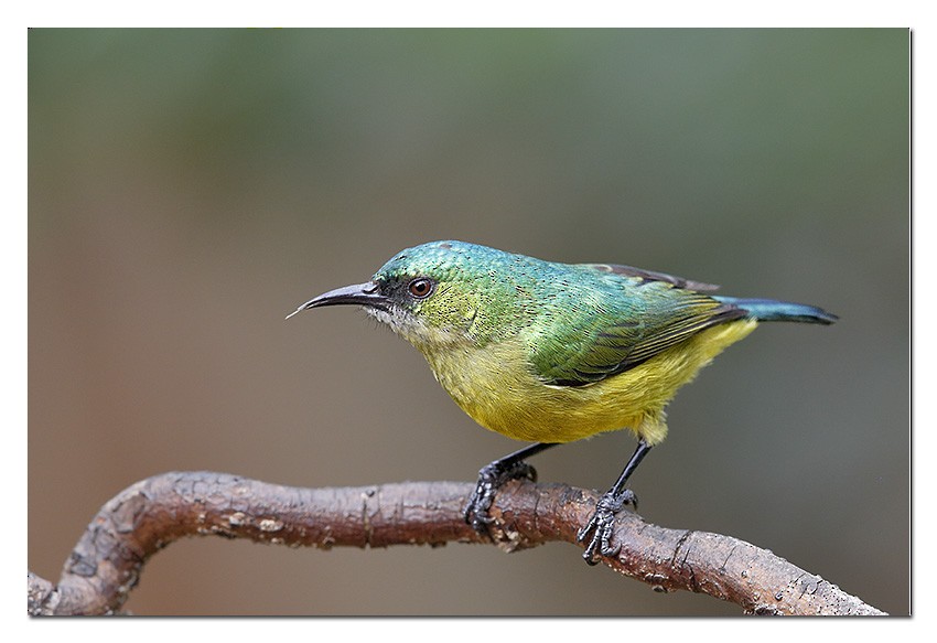 Collared Sunbird - ML204754011