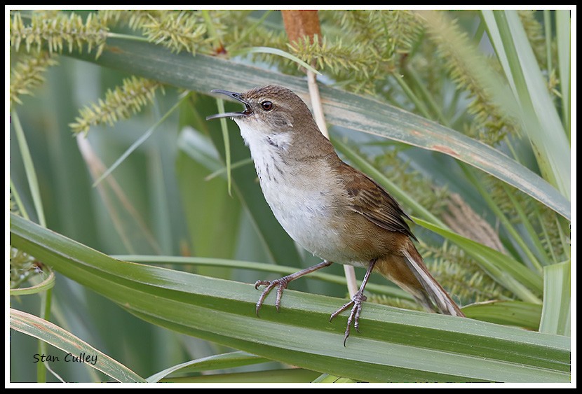 Little Rush Warbler - ML204754031