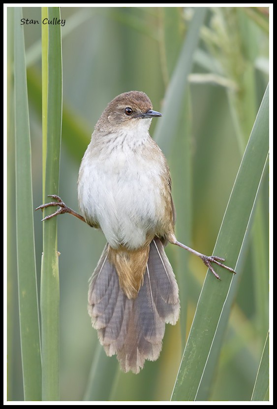 Little Rush Warbler - ML204754051