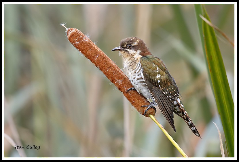 Dideric Cuckoo - Stan  Culley