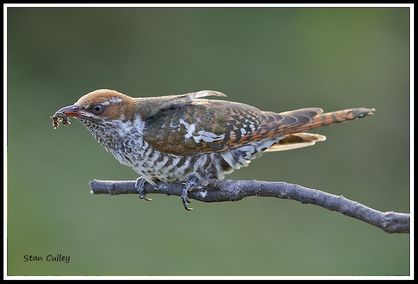Dideric Cuckoo - ML204754091