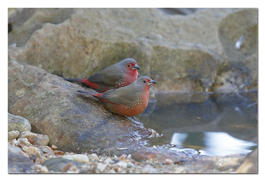 African Firefinch - ML204754121