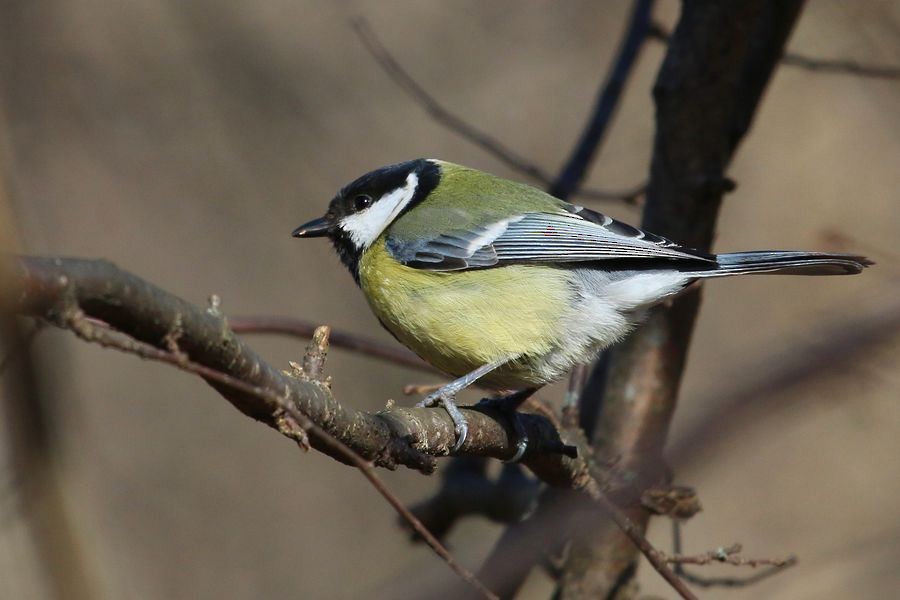 Great Tit (Great) - ML204754211