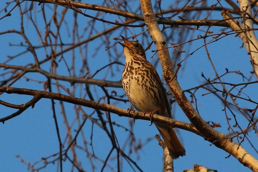 Song Thrush - Sergey Shursha