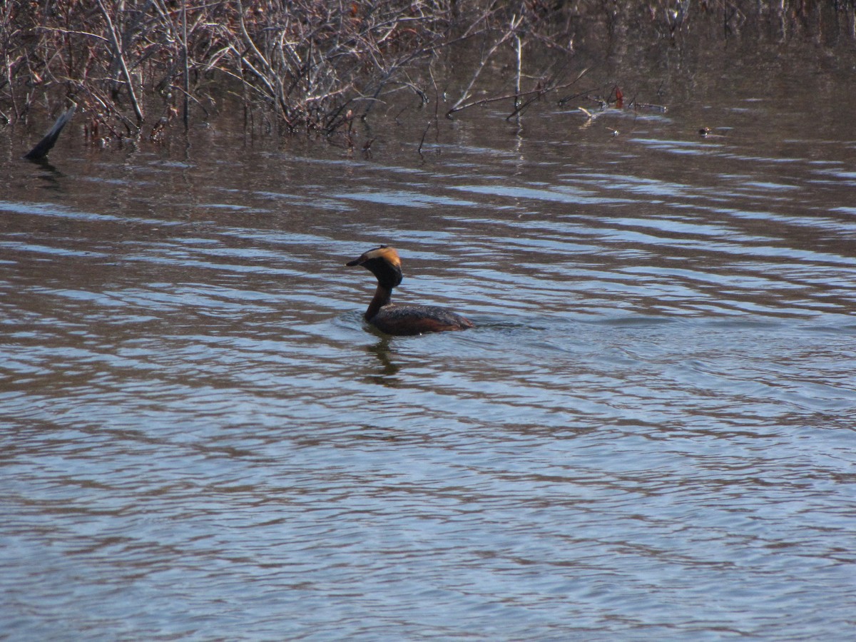 Horned Grebe - ML20475461