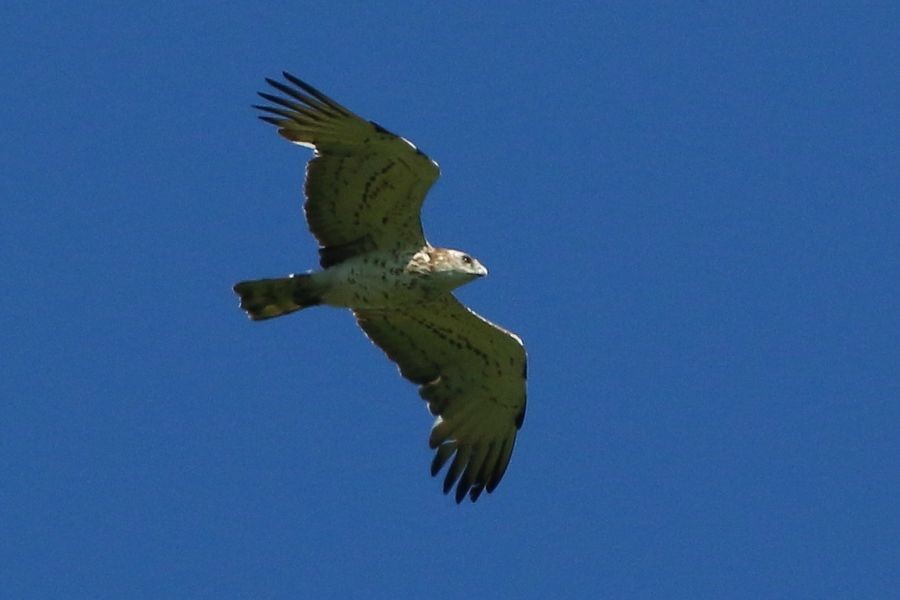 Short-toed Snake-Eagle - ML204754931