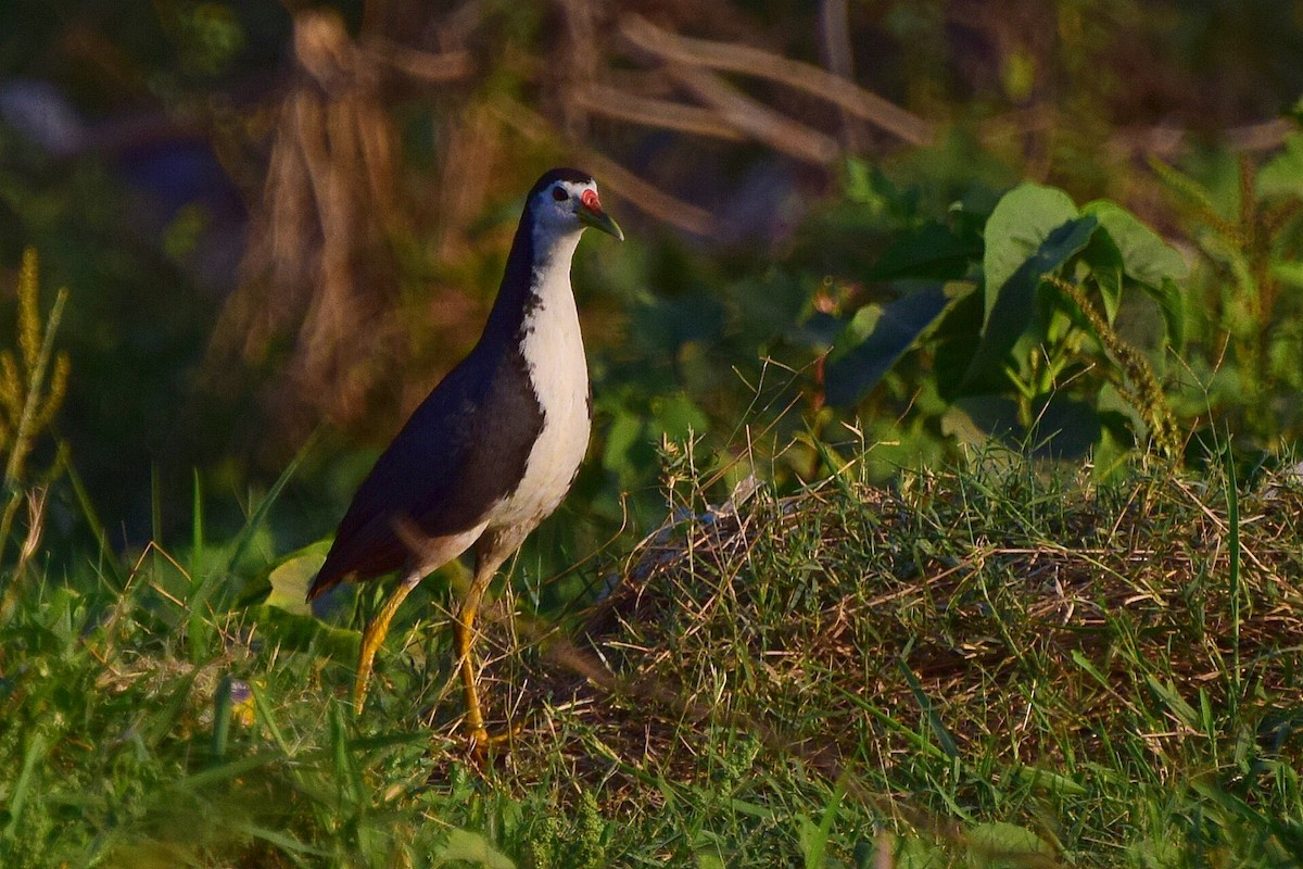 White-breasted Waterhen - Mayur Patel