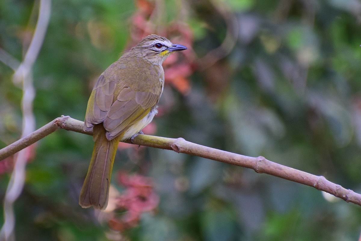 White-browed Bulbul - Mayur Patel