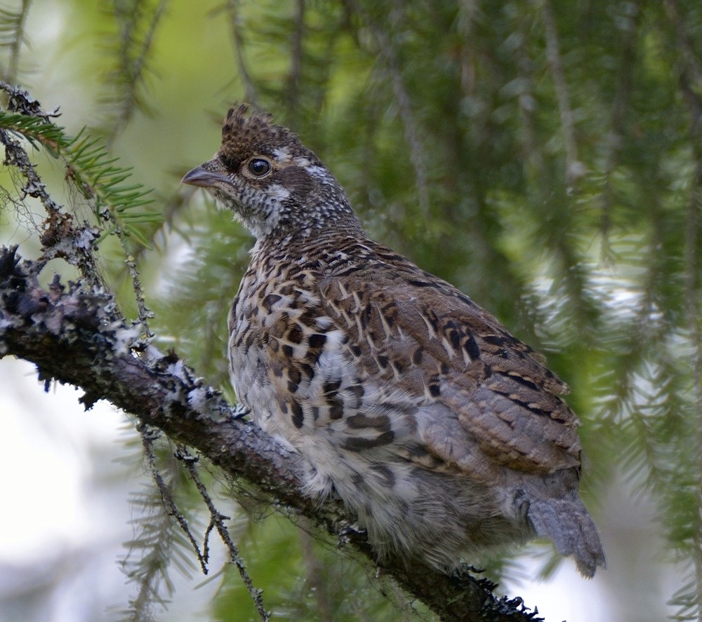 Hazel Grouse - ML204755731