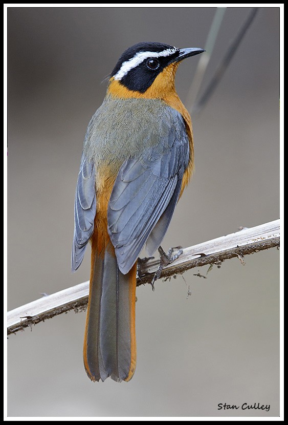 White-browed Robin-Chat - ML204756491