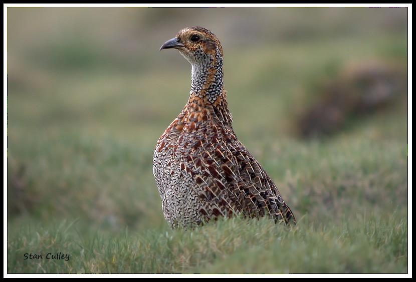 Gray-winged Francolin - ML204756511