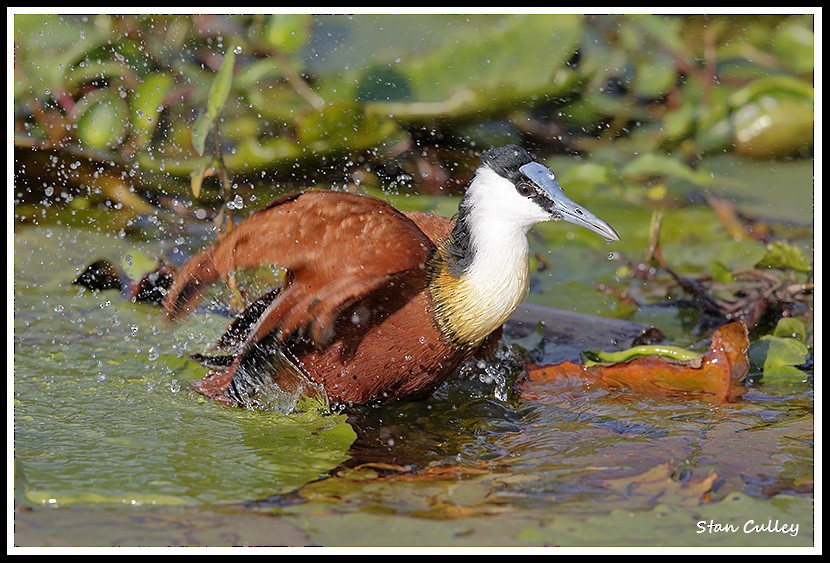 African Jacana - ML204756531