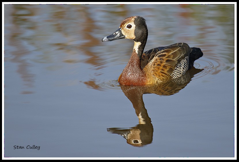 White-faced Whistling-Duck - ML204756651