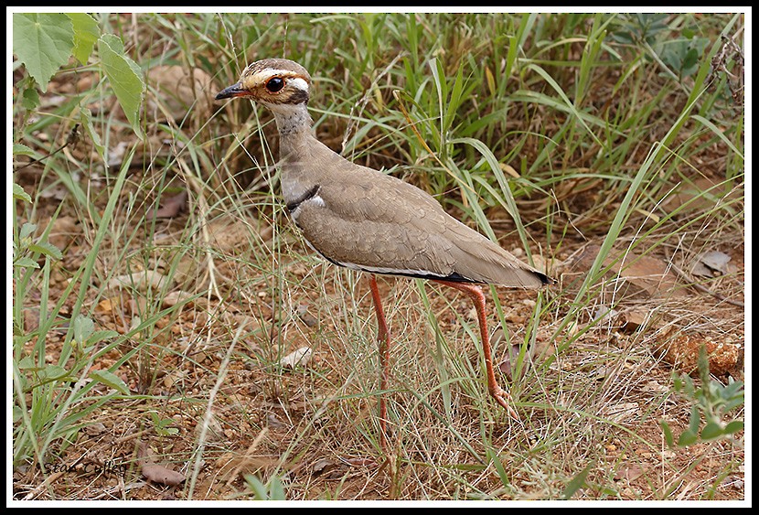 Bronze-winged Courser - ML204756731