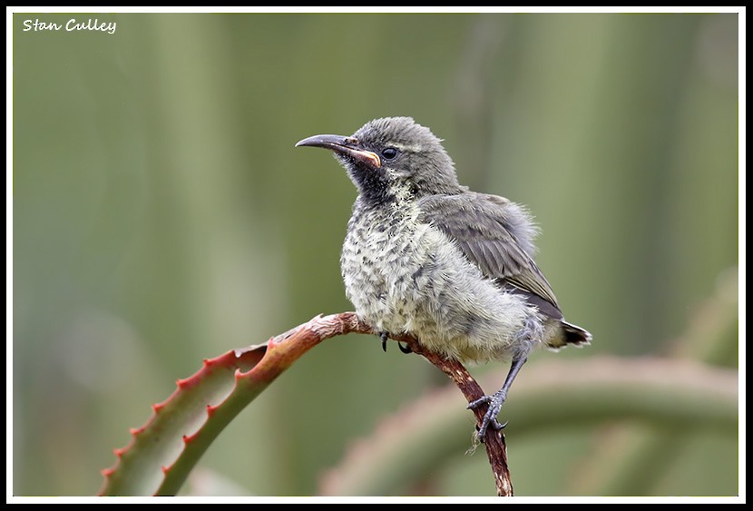 Amethyst Sunbird - ML204756821