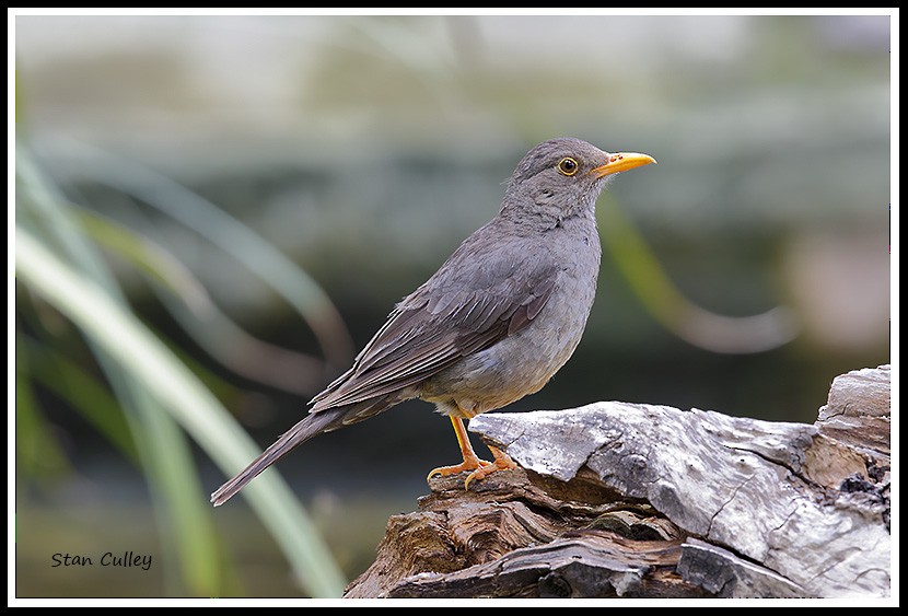 Karoo Thrush - ML204756831