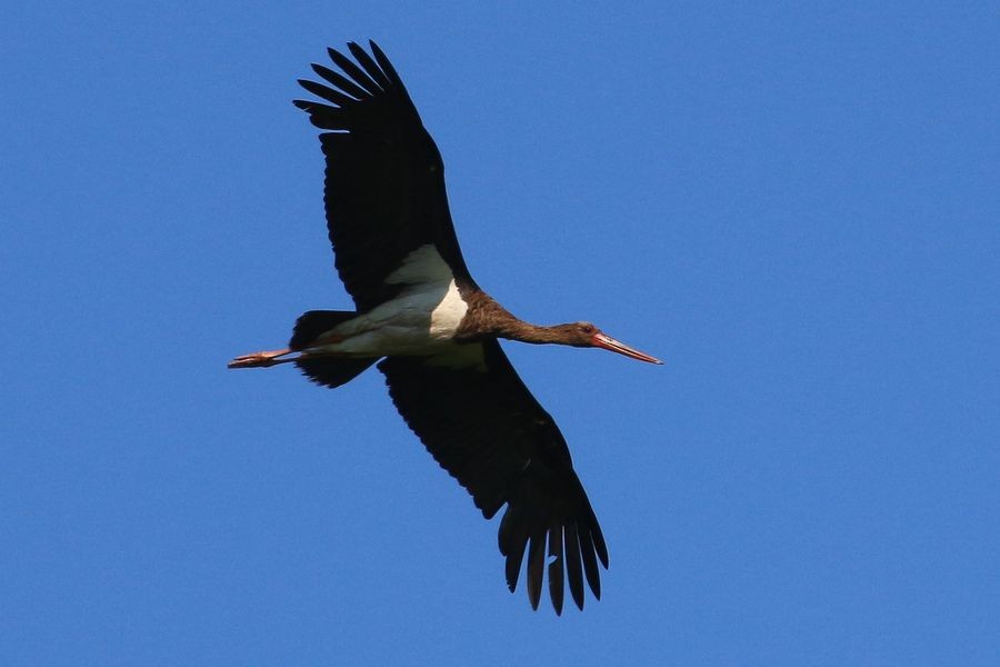 Black Stork - ML204756861