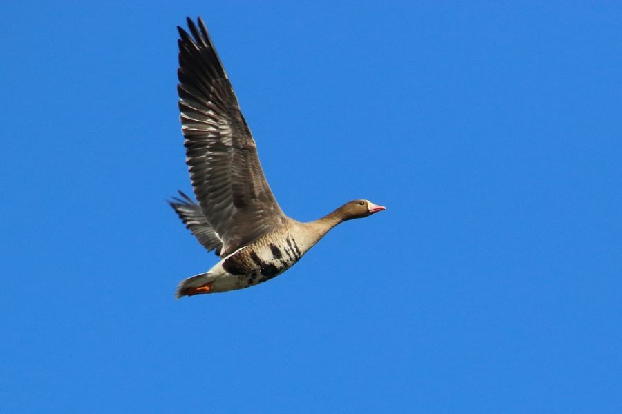 Greater White-fronted Goose (Eurasian) - Sergey Shursha