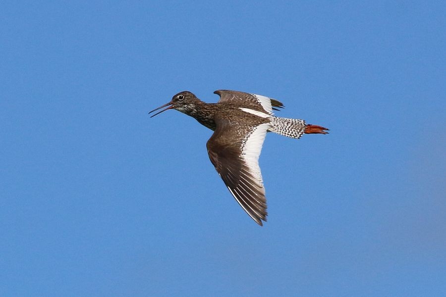 Common Redshank - ML204757051