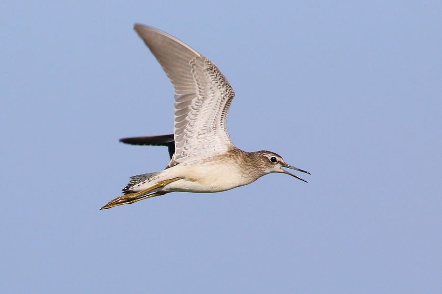 Wood Sandpiper - ML204757071