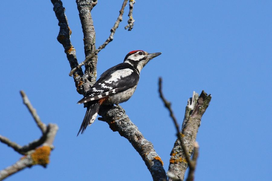 Great Spotted Woodpecker (Great Spotted) - ML204757111