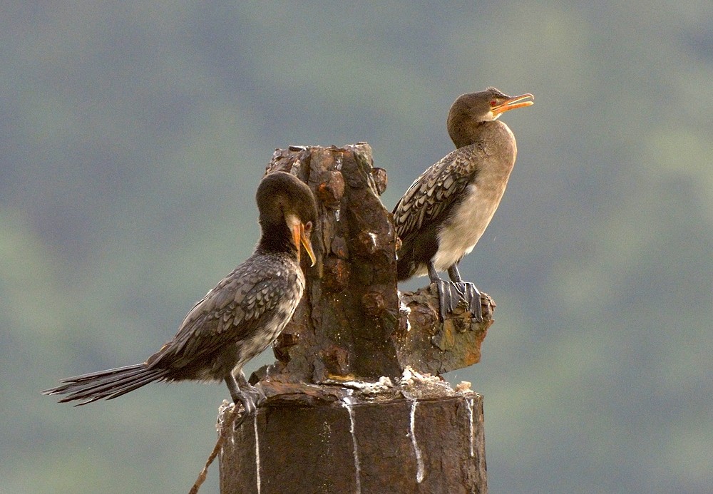 Reed Cormorant - ML204758401
