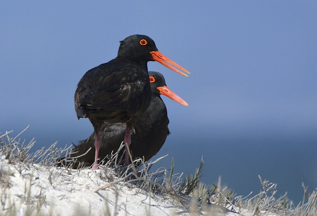 African Oystercatcher - Tomáš Grim