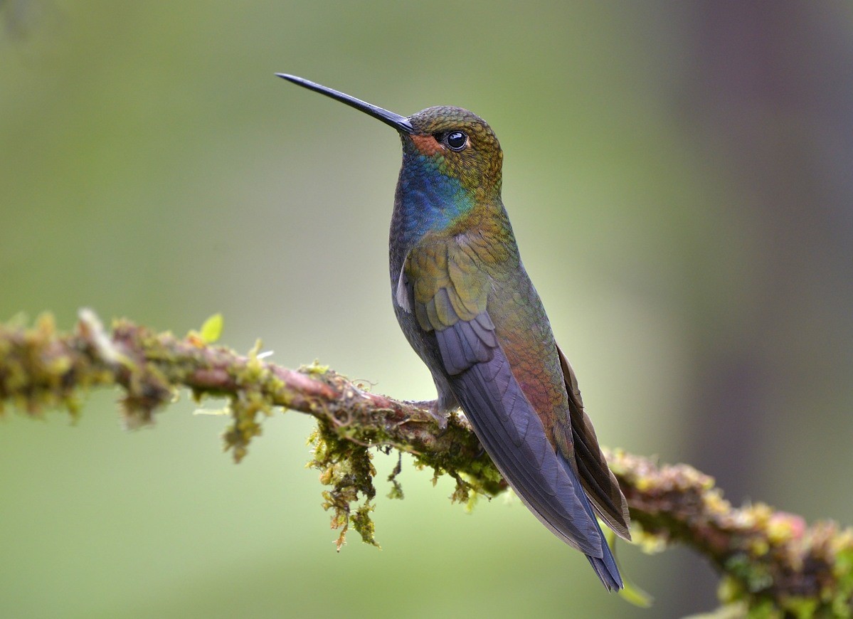 kolibřík irisový - ML204758881