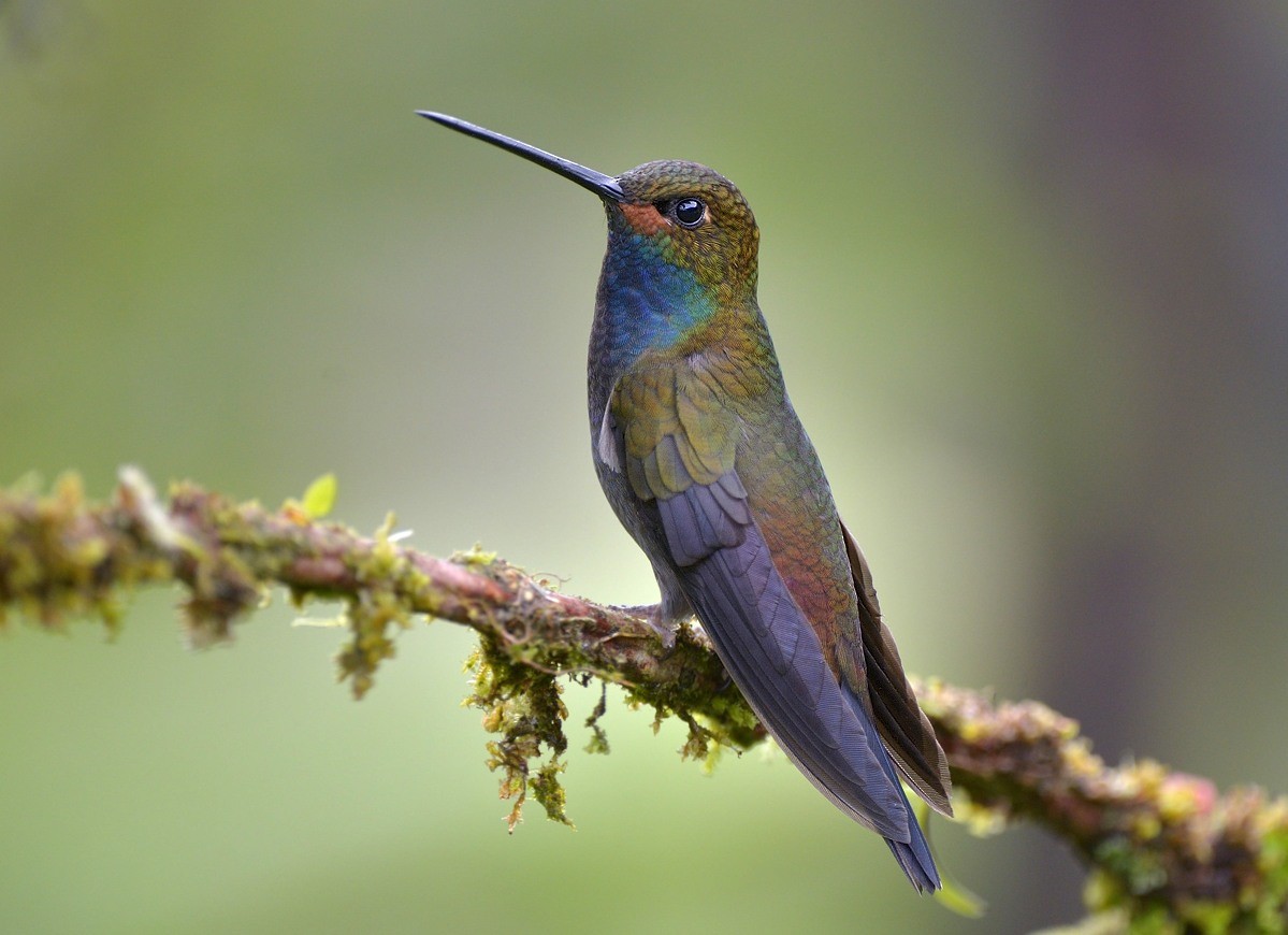 Colibrí de Bouguer Occidental - ML204758881