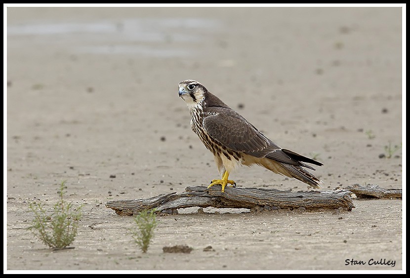 Lanner Falcon - ML204758931