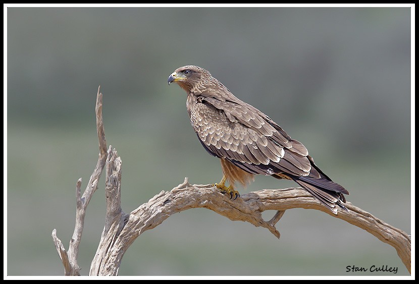 Black Kite (Yellow-billed) - Stan  Culley