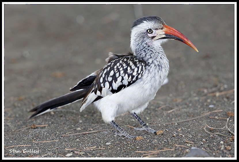 Southern Red-billed Hornbill - ML204758981