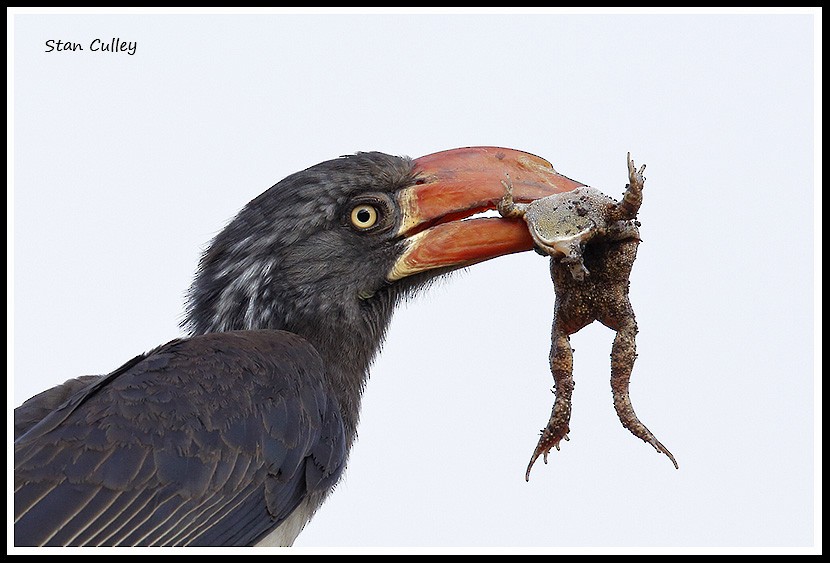 Crowned Hornbill - ML204759001