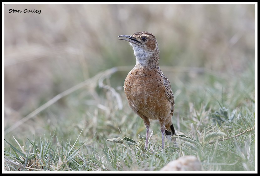 Spike-heeled Lark - ML204759021