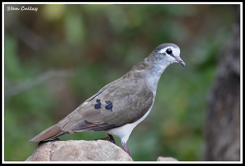 Tambourine Dove - ML204759031