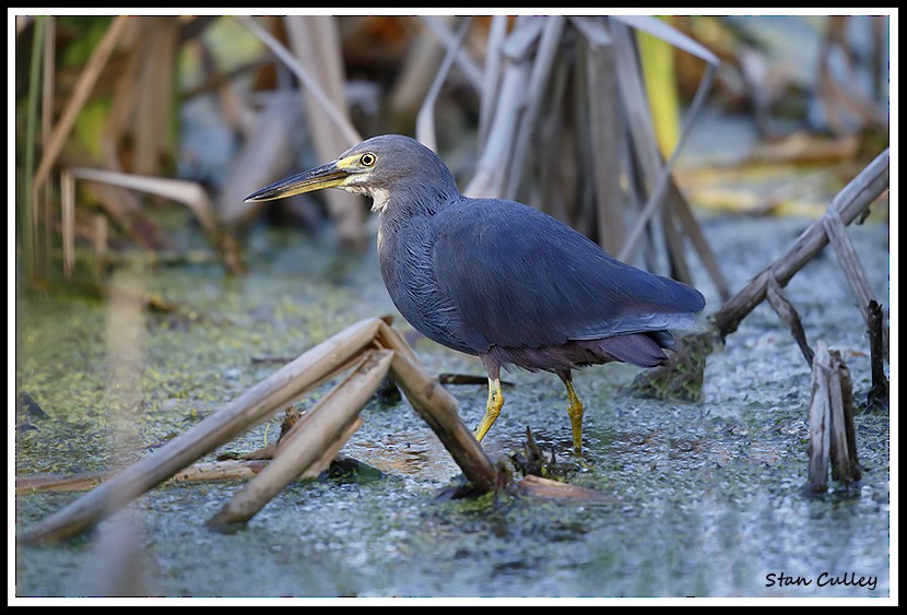 Rufous-bellied Heron - ML204759041