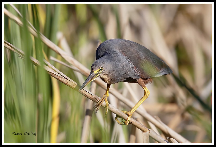 Rufous-bellied Heron - ML204759051