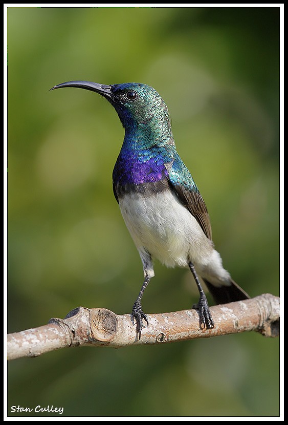 White-bellied Sunbird - ML204759061