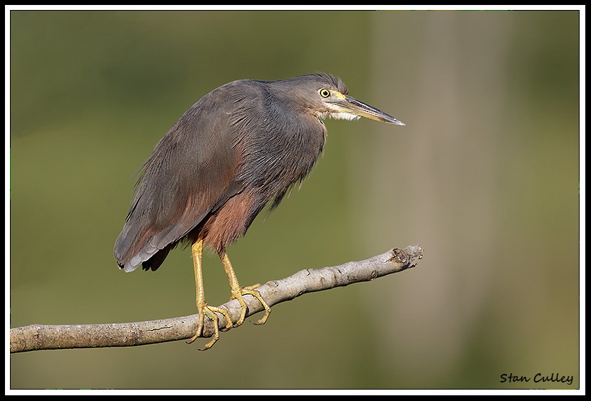 Rufous-bellied Heron - ML204759081