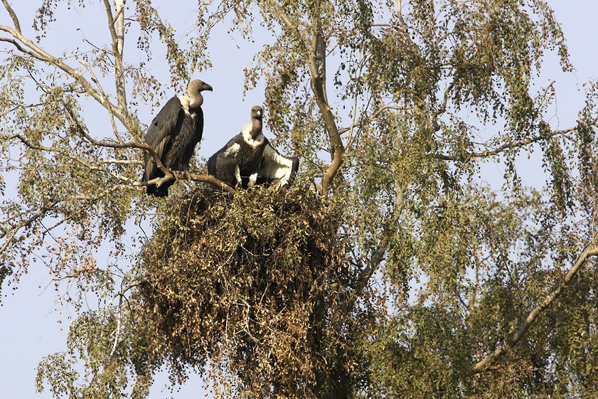 White-rumped Vulture - ML204759181