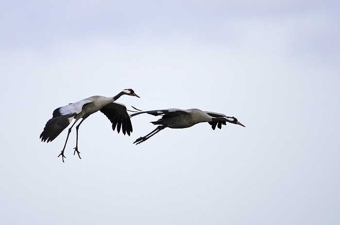 Common Crane - ML204759231