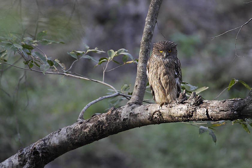 Brown Fish-Owl (Eastern) - Bruno SCHMETZ