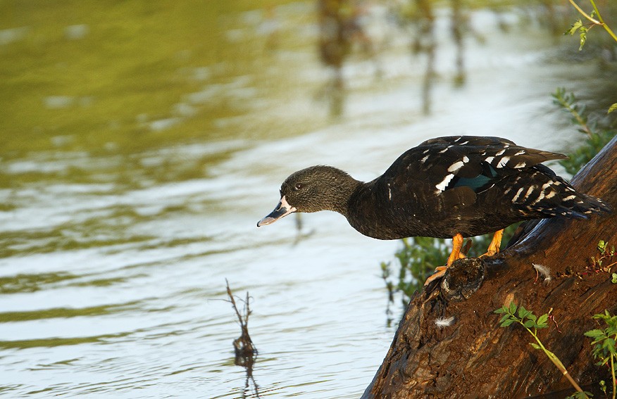 Canard noirâtre - ML204759321